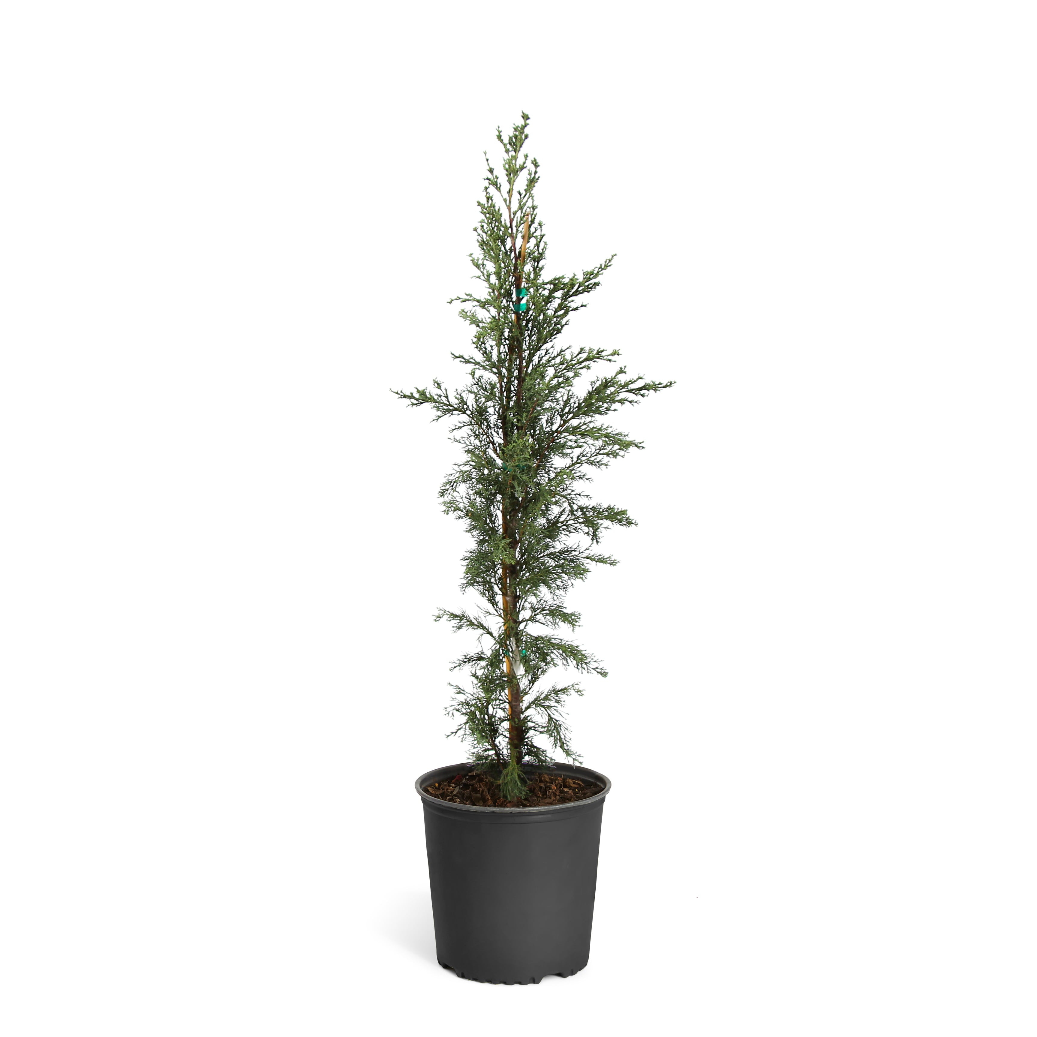 Italian Cypress Evergreen Trees - Cannot Ship to AZ