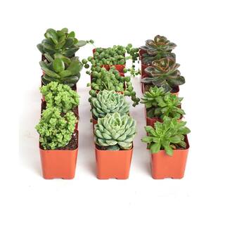 Shop Succulents 2 in. Green Succulent (Collection of 12) G12