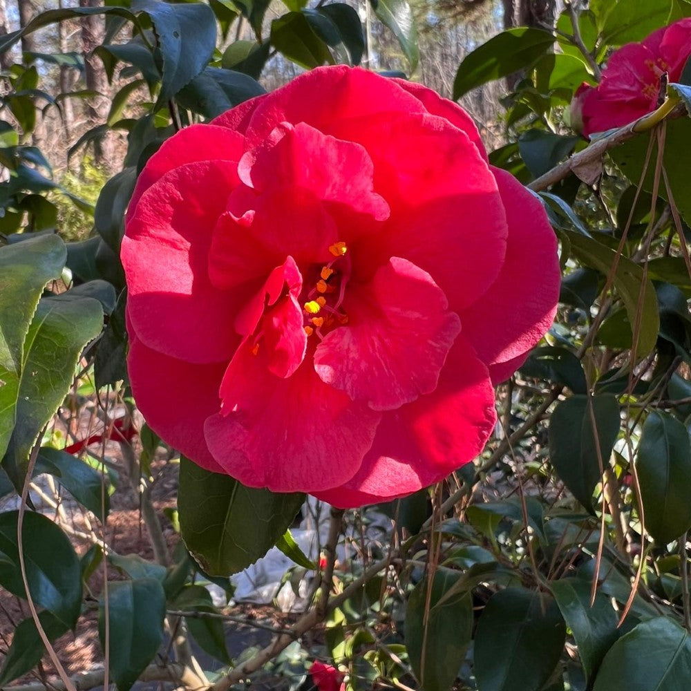 Camellia Christmas Beauty