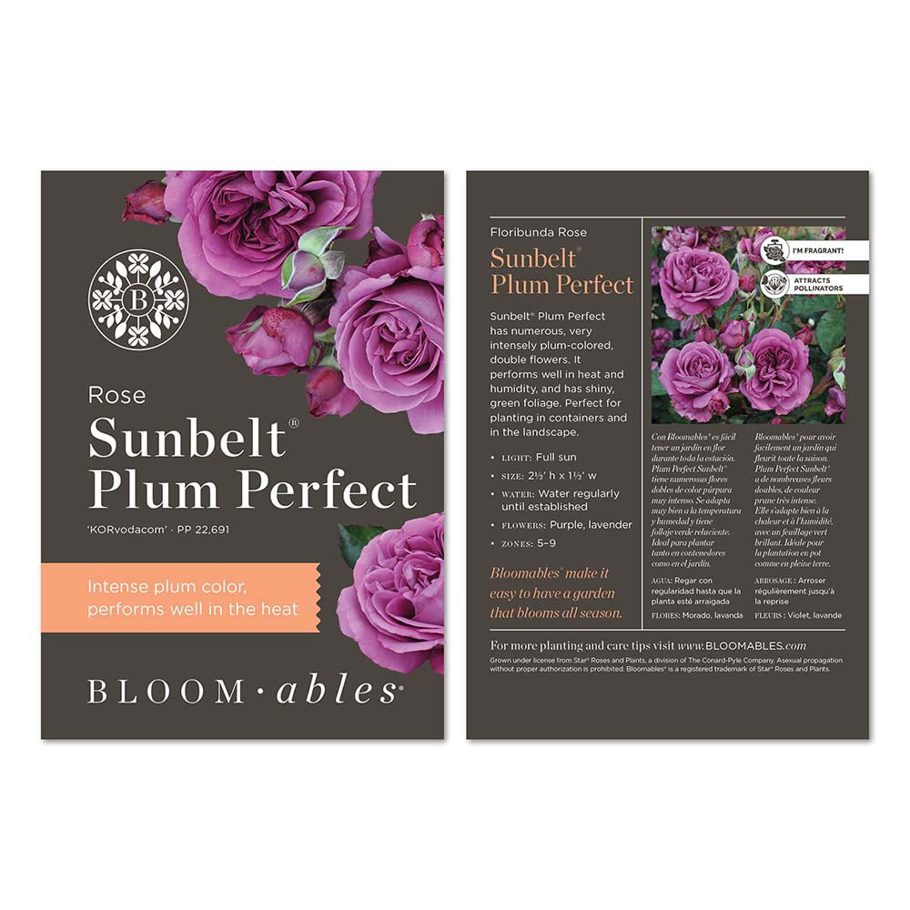 2g Bloomables Rose Sunbelt Plum Perfect Live Shrub