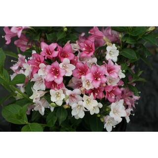 PROVEN WINNERS 4.5 in. Qt. Czechmark Trilogy (Weigela) Live Shrub White Pink and Red Flowers WEIPRC1217800