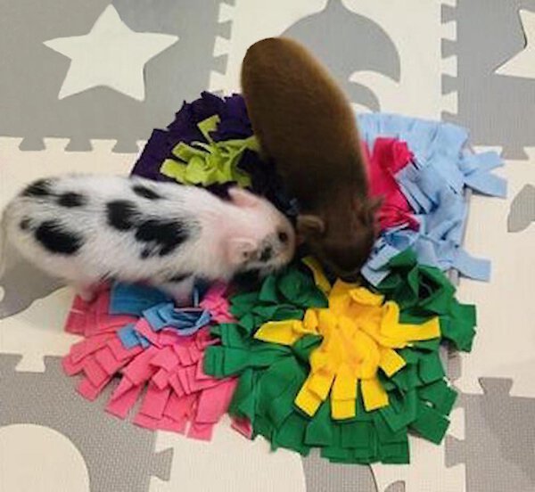 Piggy Poo and Crew Colorful Activity Snuffle Mat