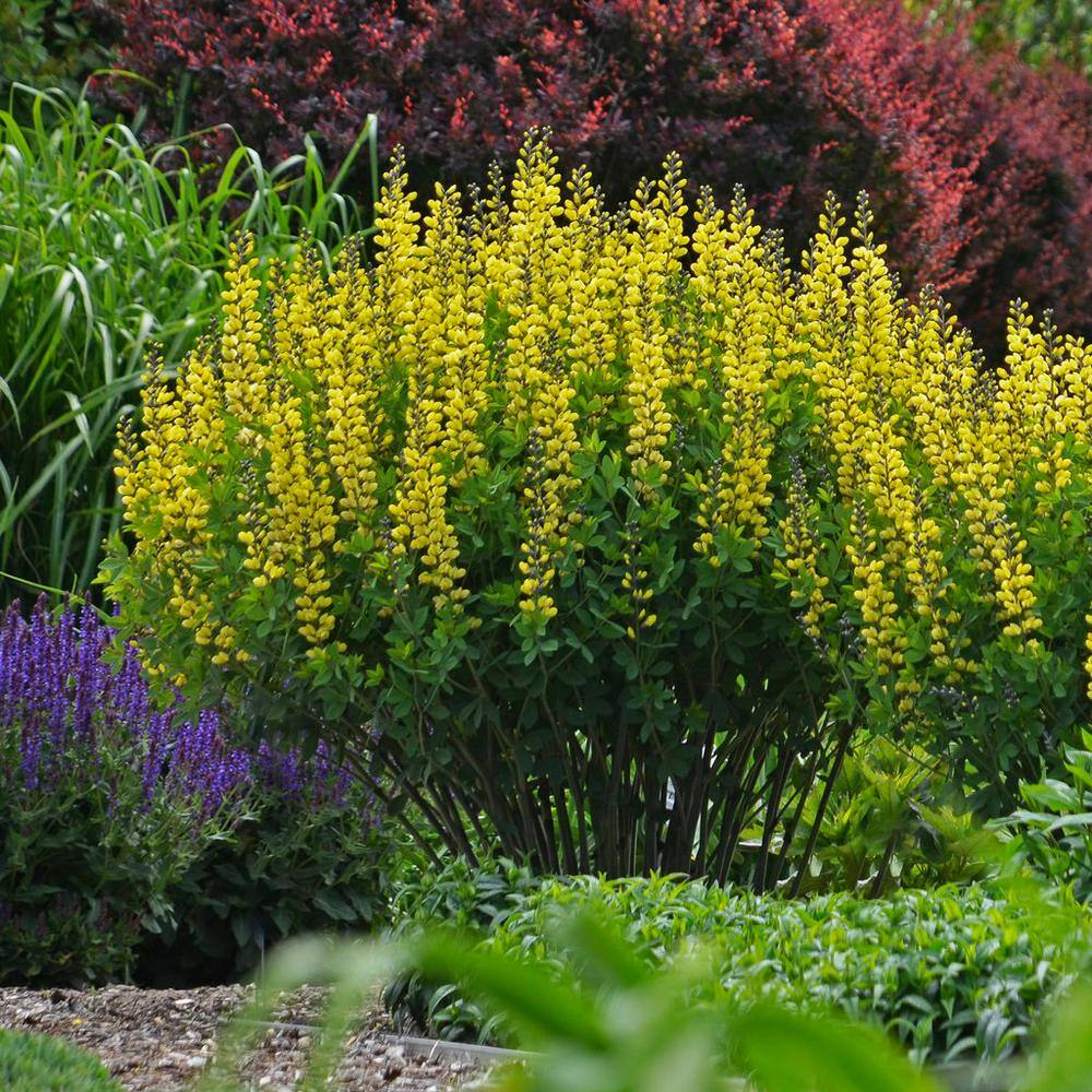 PROVEN WINNERS 3 Gal. Lemon Meringue Baptisia Live Perennial Plant (1-Pack) BAPTI3LEM1PK