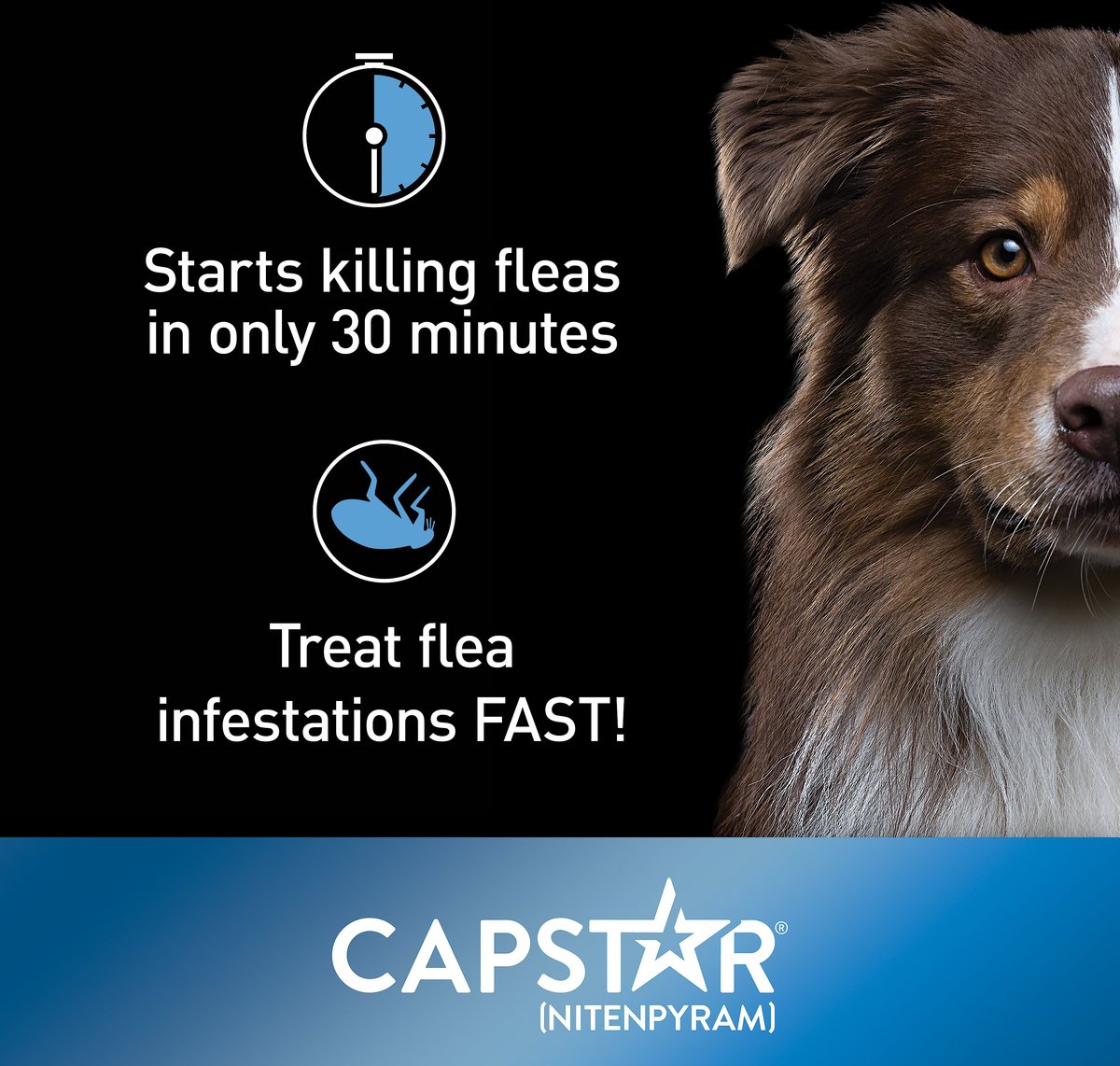 Capstar Flea Oral Treatment for Dogs， 2-25 lbs