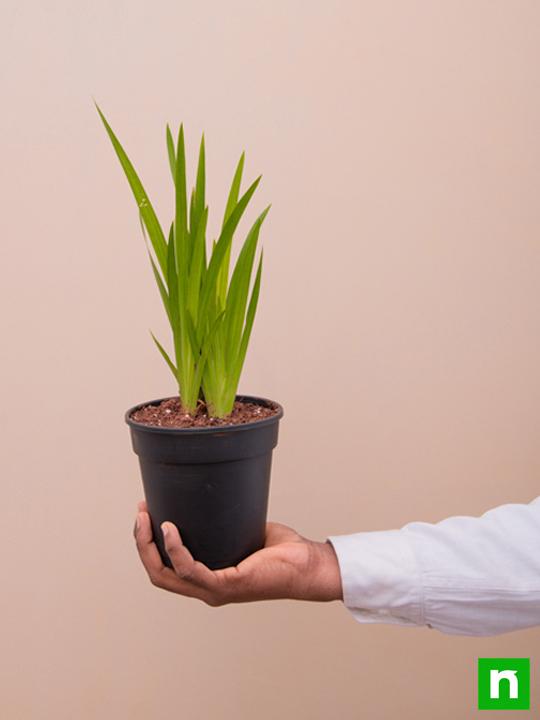 Acorus Calamus, Vekhand - Plant