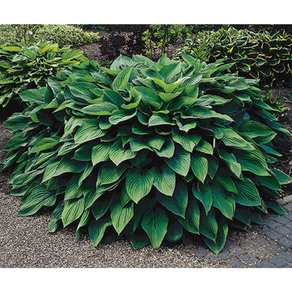 BELL NURSERY 2 Gal. Hosta Green Live Perennial Plant (1-Pack) HOSTA2GRE1PK