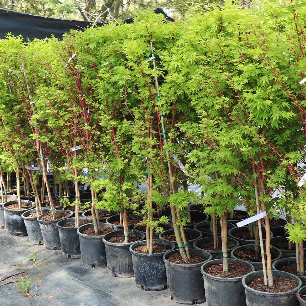 Coral Bark Japanese Maple Tree