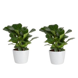 Vigoro Fiddle Leaf Fig Indoor Plant in 6 in. White Ribbed Plastic Decor Planter Avg. Shipping Height 10 in. Tall (2-Pack) CO.6FIG.3.VI.WH