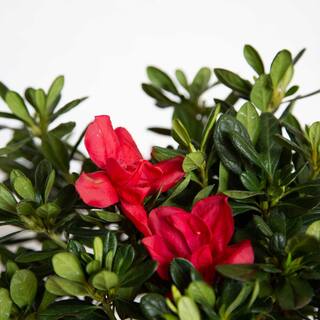 ENCORE AZALEA 2 Gal. Autumn Bonfire Shrub with Clear Red Reblooming Flowers 80372