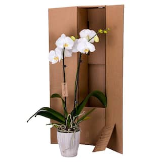 DecoBlooms 5 in. Orchid White in Container DB8984