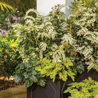 SOUTHERN LIVING 2 Gal. Mountain Snow Pieris Evergreen Shrub Clusters of Small Bell-shaped White Blooms 46962