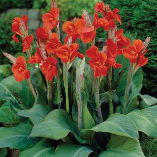 VAN ZYVERDEN Cannas The President Bulbs (Set of 6) 11199