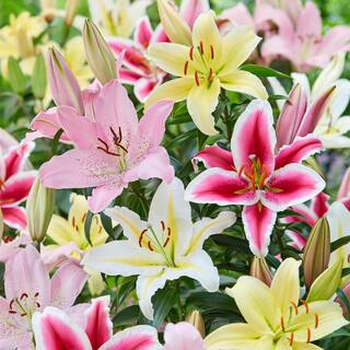 Garden State Bulb 1416 cm Oriental Lily Mixed Flower Bulbs (Bag of 20) ECS-11-20-02