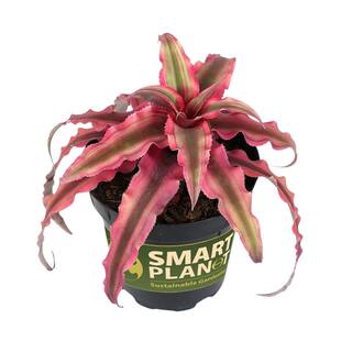 SMART PLANET 9 cm Cryptanthus Bivittatus Pink 0872357