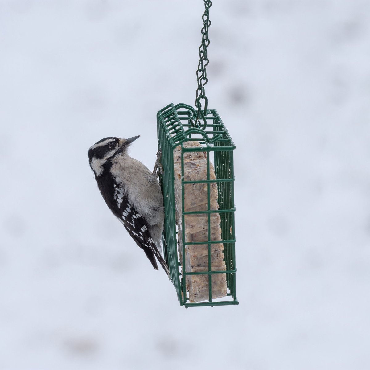 CandS Woodpecker Treat Suet Wild Bird Food