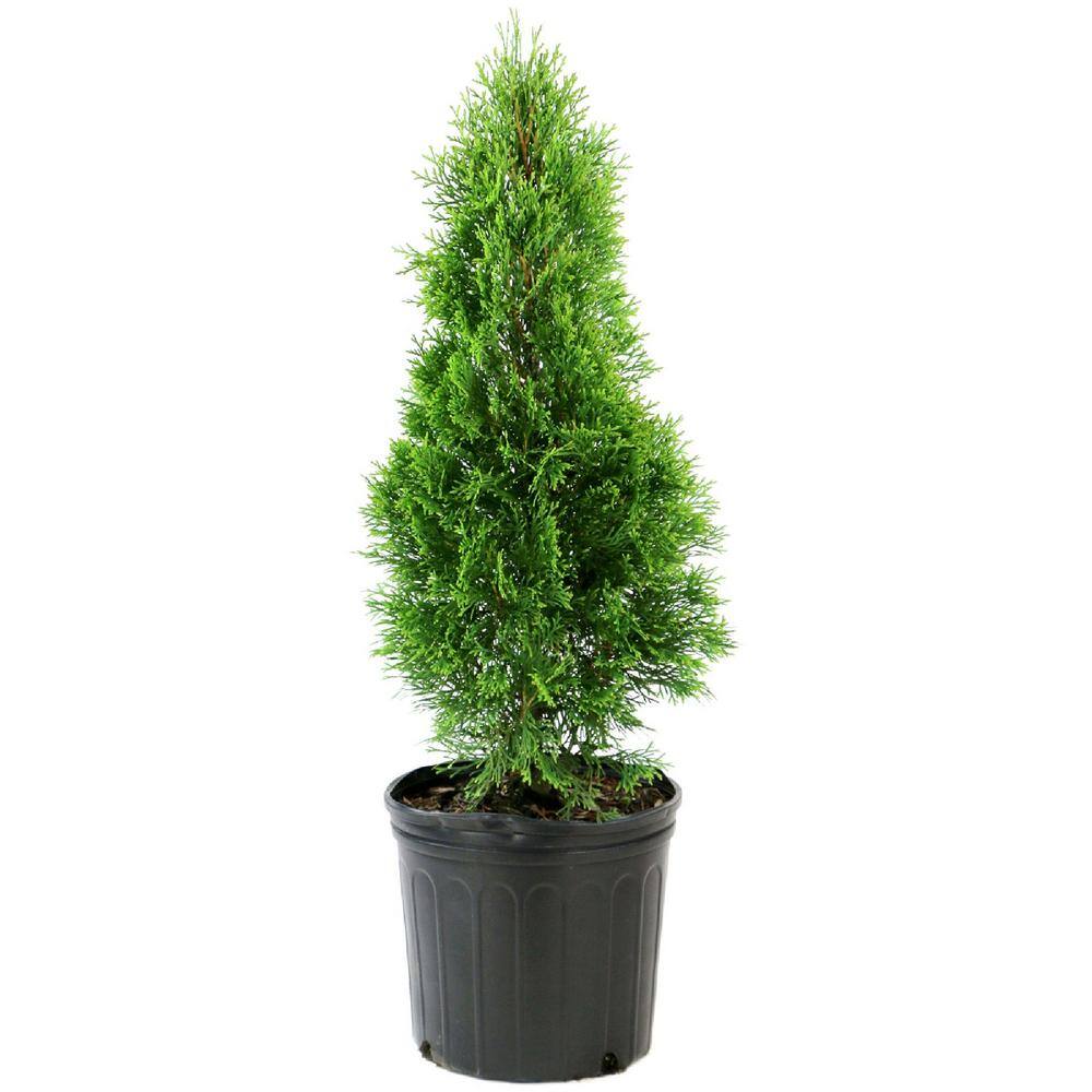 national PLANT NETWORK 2.25 Gal. Arborvitae Emerald Green Shrub HD7135