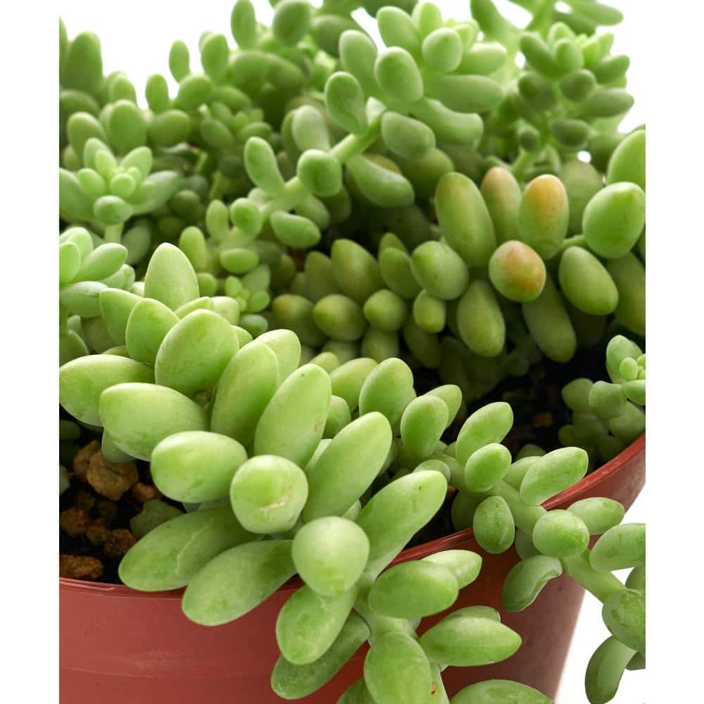 Shop Succulents String of Pearls and Burrito Sedum Variety Hanging Collection in 6 in. Grow Pots with Hangers 2-HANG-PK-6