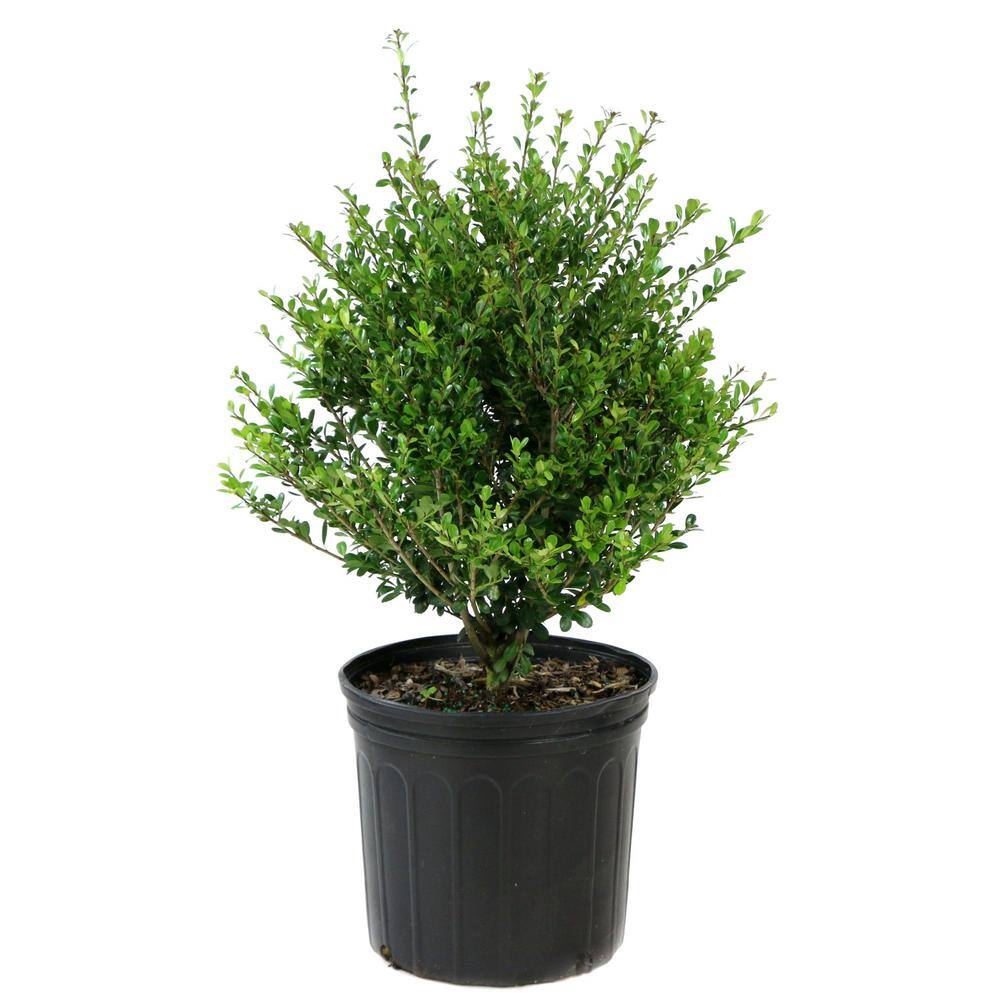 national PLANT NETWORK 2.25 Gal. Holly Compacta Shrub HD7142
