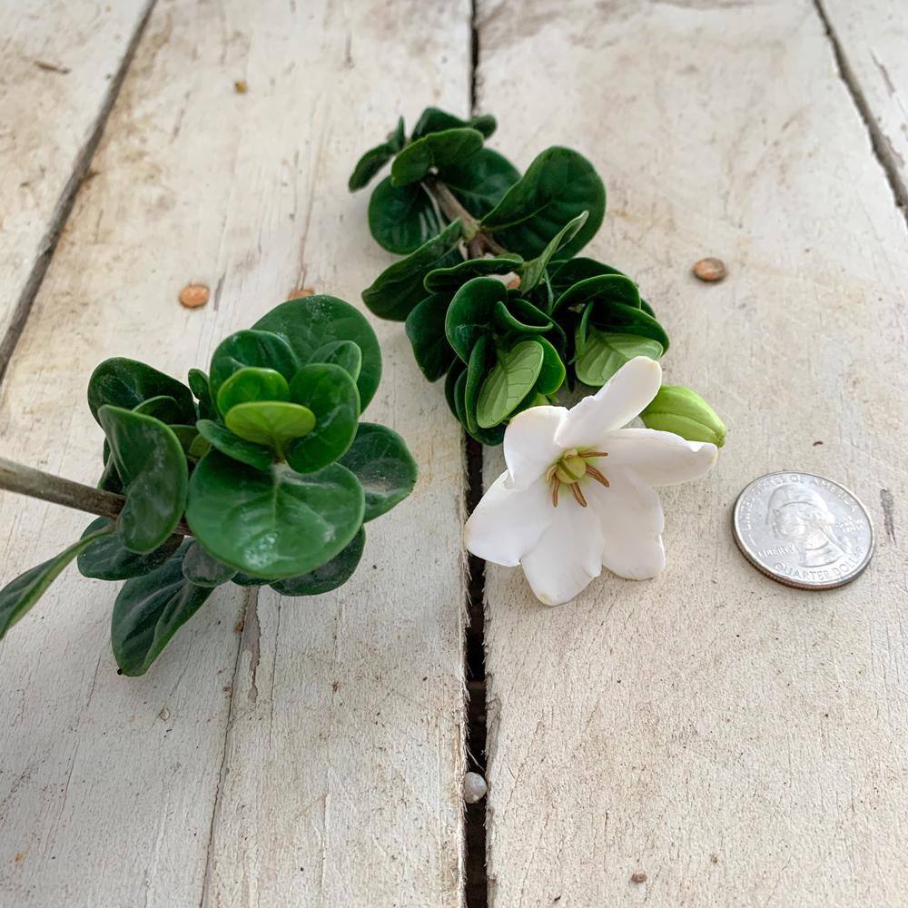Southern Living 2 Gal. Diamond Spire Gardenia Shrub with Fragrant White Flowers 86552