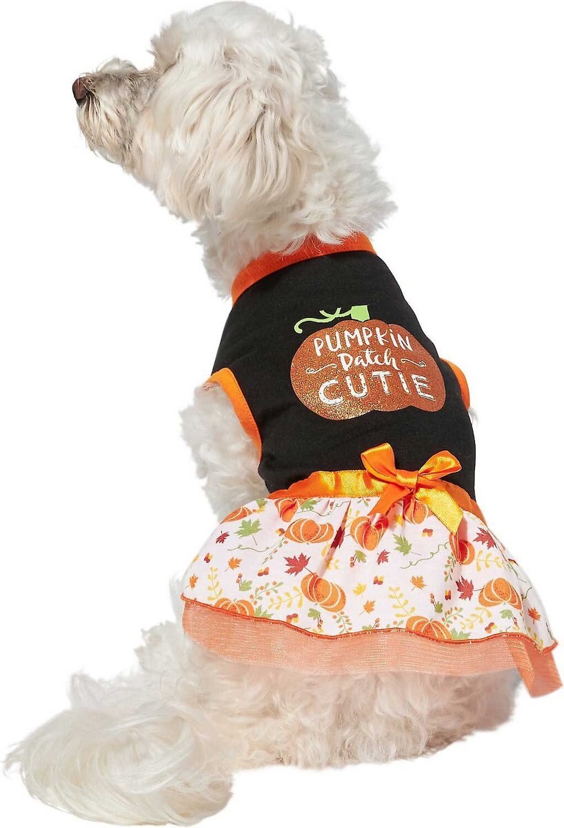 Frisco Pumpkin Patch Cutie Dog and Cat Dress