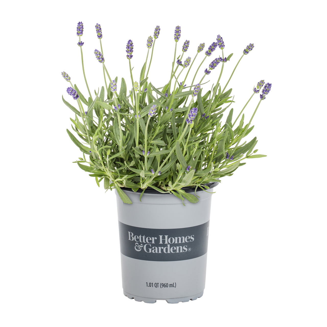 Better Homes and Gardens 1 Quart Scent Lavender Perennial Live Plant 5 -Pack with Grower Pot