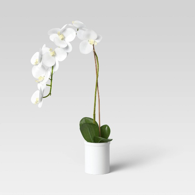 Small Potted Orchid