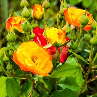 Spring Hill Nurseries Joseph's Coat Climbing Rose Live Bareroot Plant Multi-Color Flowers (1-Pack) 13455