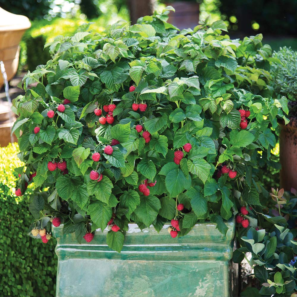 Bushel and Berry® Raspberry Shortcake® Bush