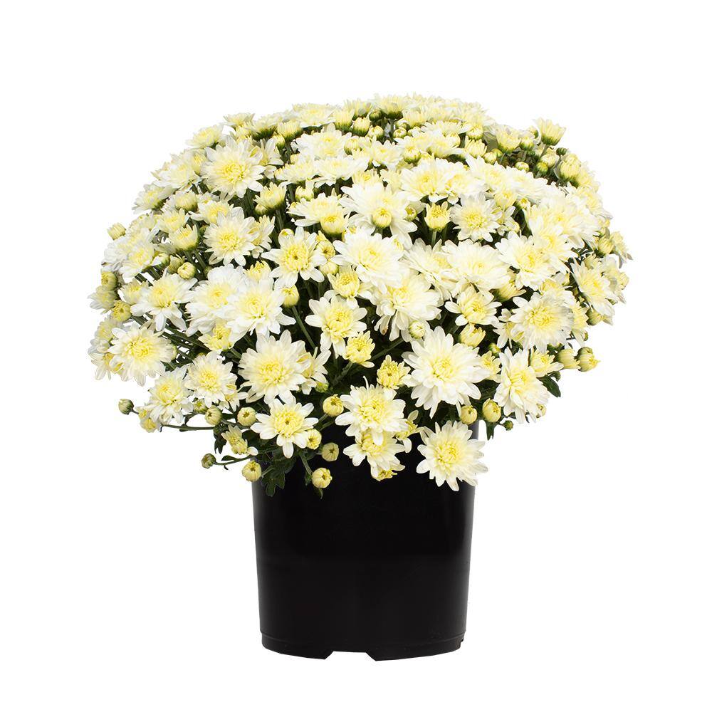 ALTMAN PLANTS 1 gal. White Mum Chrysanthemum (Single) 0881136