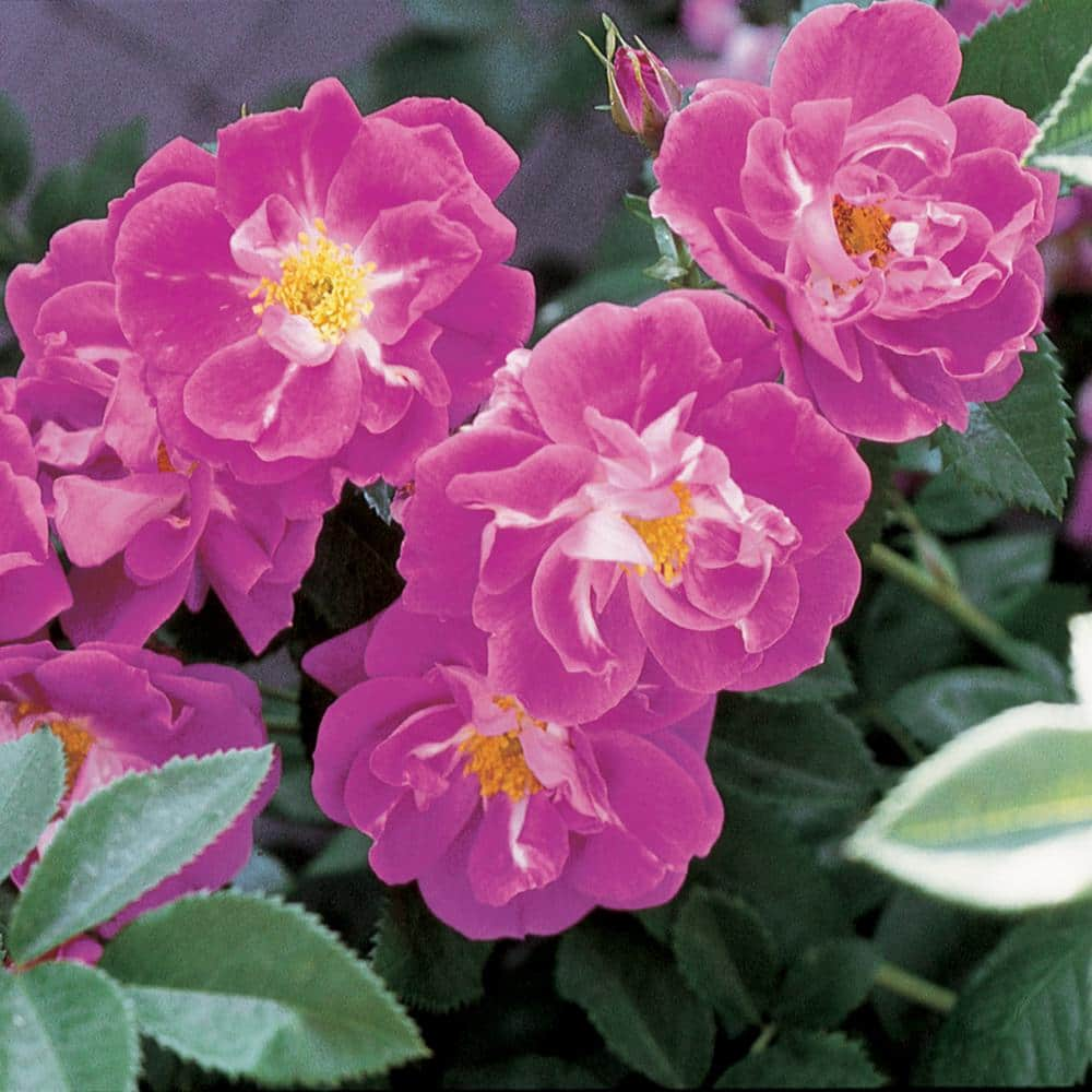 Spring Hill Nurseries William Baffin Climbing Rose Dormant Bare Root Plant with Pink Flowers (1-Pack) 85766