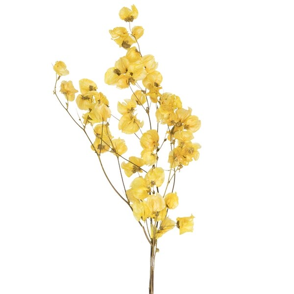 Vickerman 13.517 Yellow Dried Cara Blossom Bundle，Preserved.