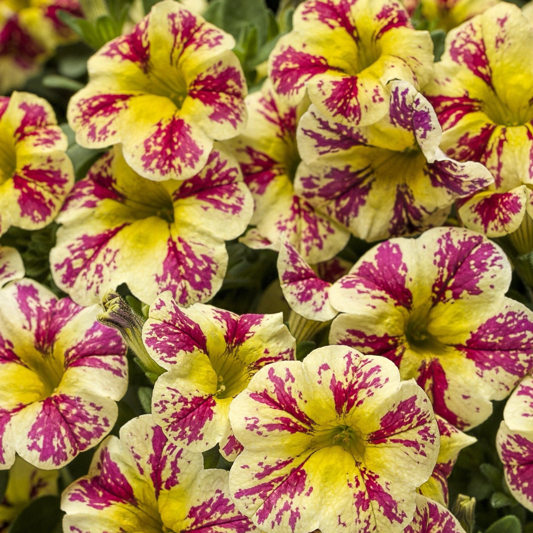 4.25 in. Eco+Grande， Superbells Holy Moly! (Calibrachoa) Live Plant， Mottled Yellow and Pink Flowers 4-Pack