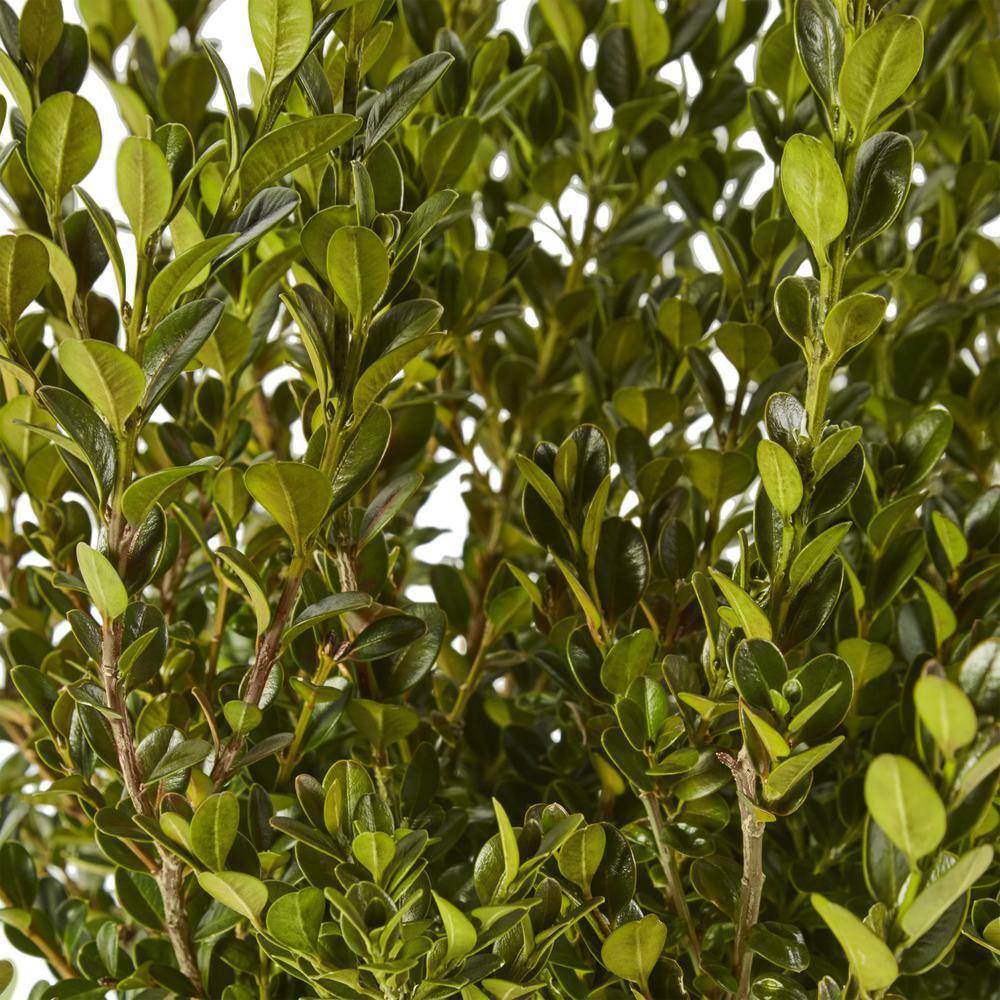2.25 Gal. Wintergreen Boxwood Shrub Plant 14092