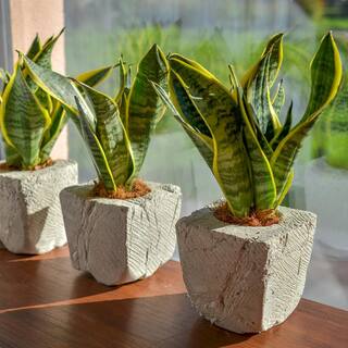 national PLANT NETWORK 4 in. Snake Plant Laurentii (3-Pack) HD1652