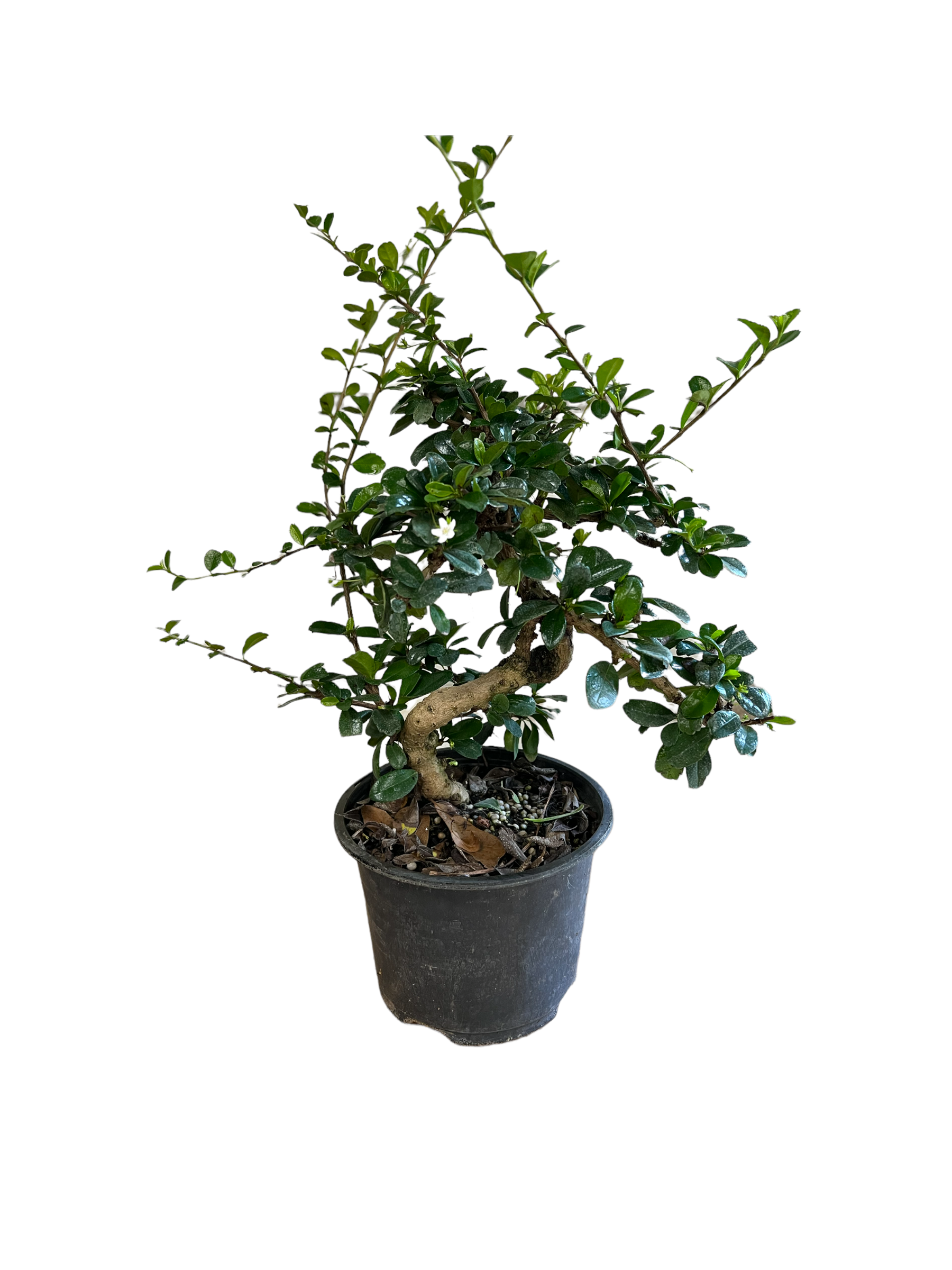 Live Plant: Podocarpus Bonsai