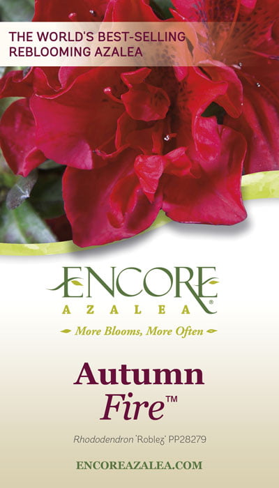 Encore Azalea Autumn Fire (1 Gallon) Red Flowering Shrub - Full Sun Live Outdoor Plant