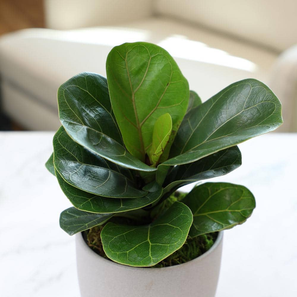 ALTMAN PLANTS Fiddle Leaf Fig Tree (Ficus lyrata) Live House Plant with 4.25 in. Decorative Ceramic Pot 0873083