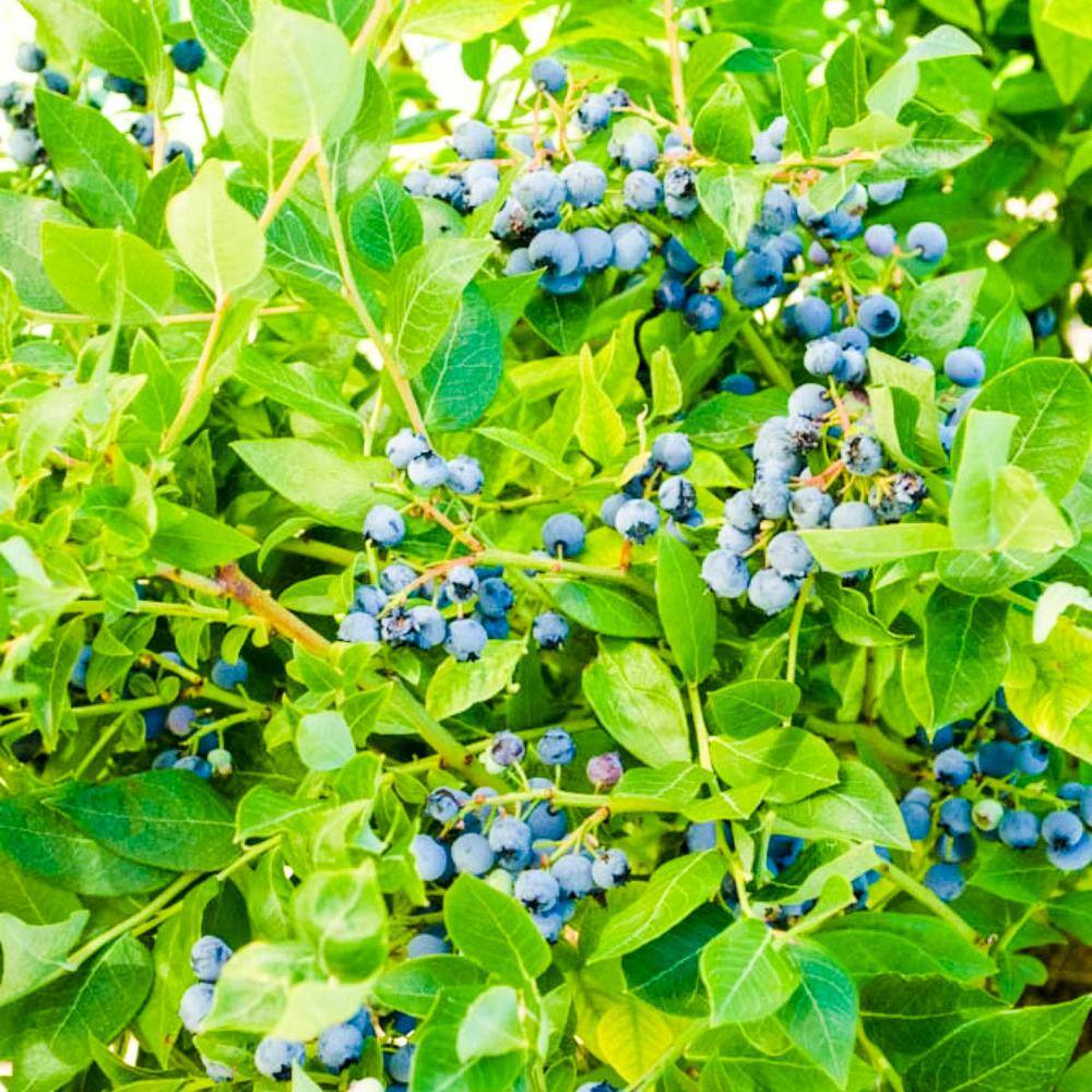 Gurney's 2.5 Qt. Northland Blueberry (Vaccinium) Live Deciduous Fruiting Plant Grown in a Pot 76457