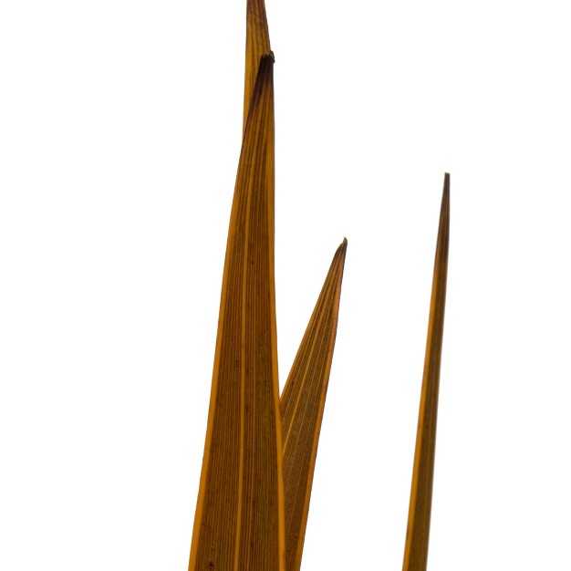 Snake Grass， Dried - 36 Stems