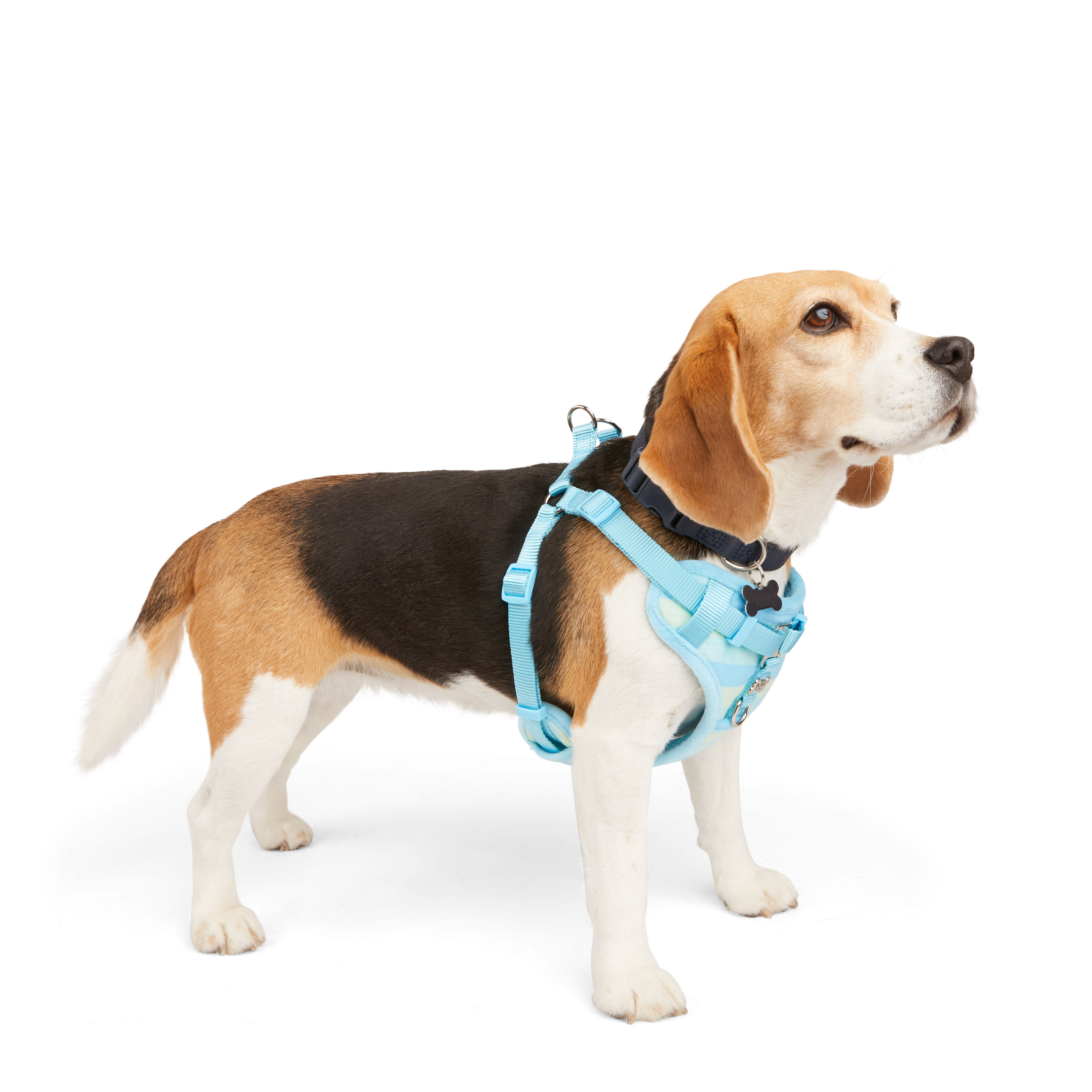 BOBS from Skechers Blue  Green Colorblocked Step In Dog Harness， Large/X-Large