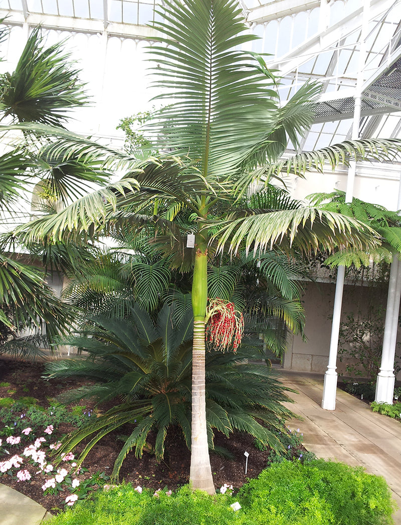 Hardy King Palm - Live Plant in a 3 Gallon Growers Pot - Archontophoenix Cunninghamiana ‘Illawarra’ - Rare Ornamental Palms of Florida