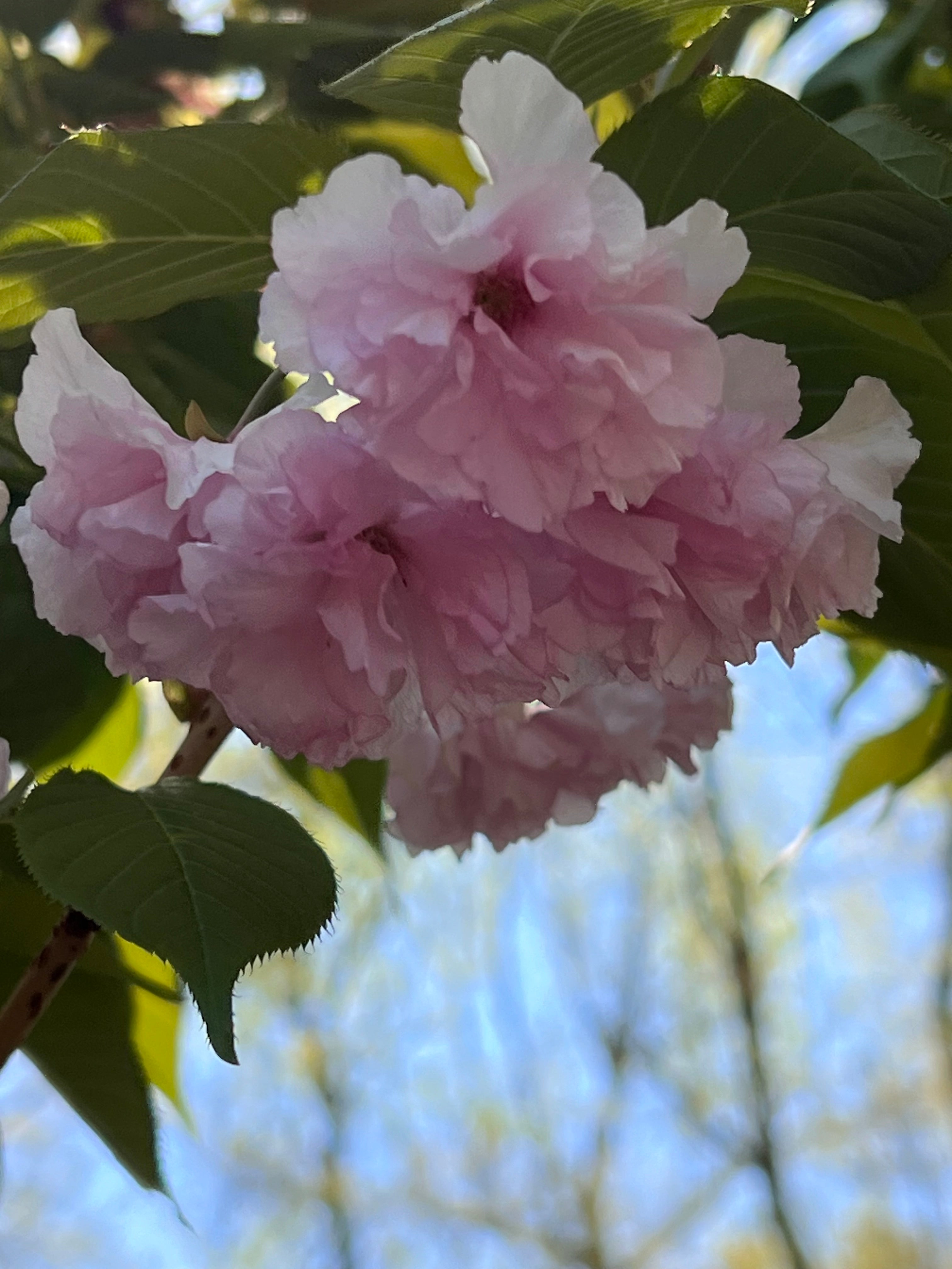 Kwanzan Cherry Tree