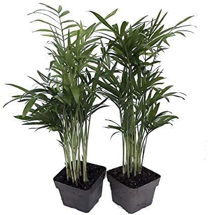 Victorian Parlor Palm 2 Plants - Chamaedorea - Indestructable - 3