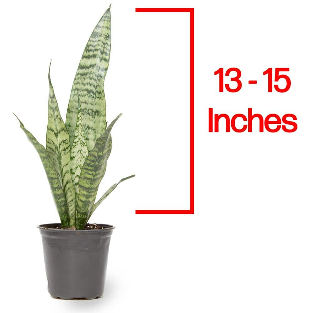 Variegated Live Snake Plant Air Purifying Houseplant in 4.25 in.