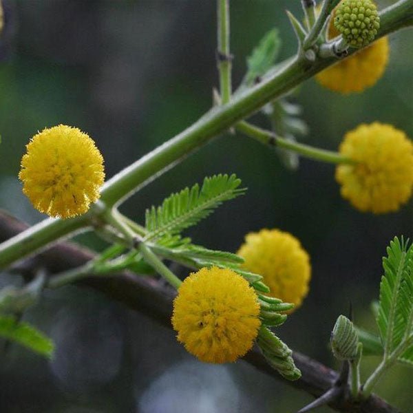 Acacia nilotica