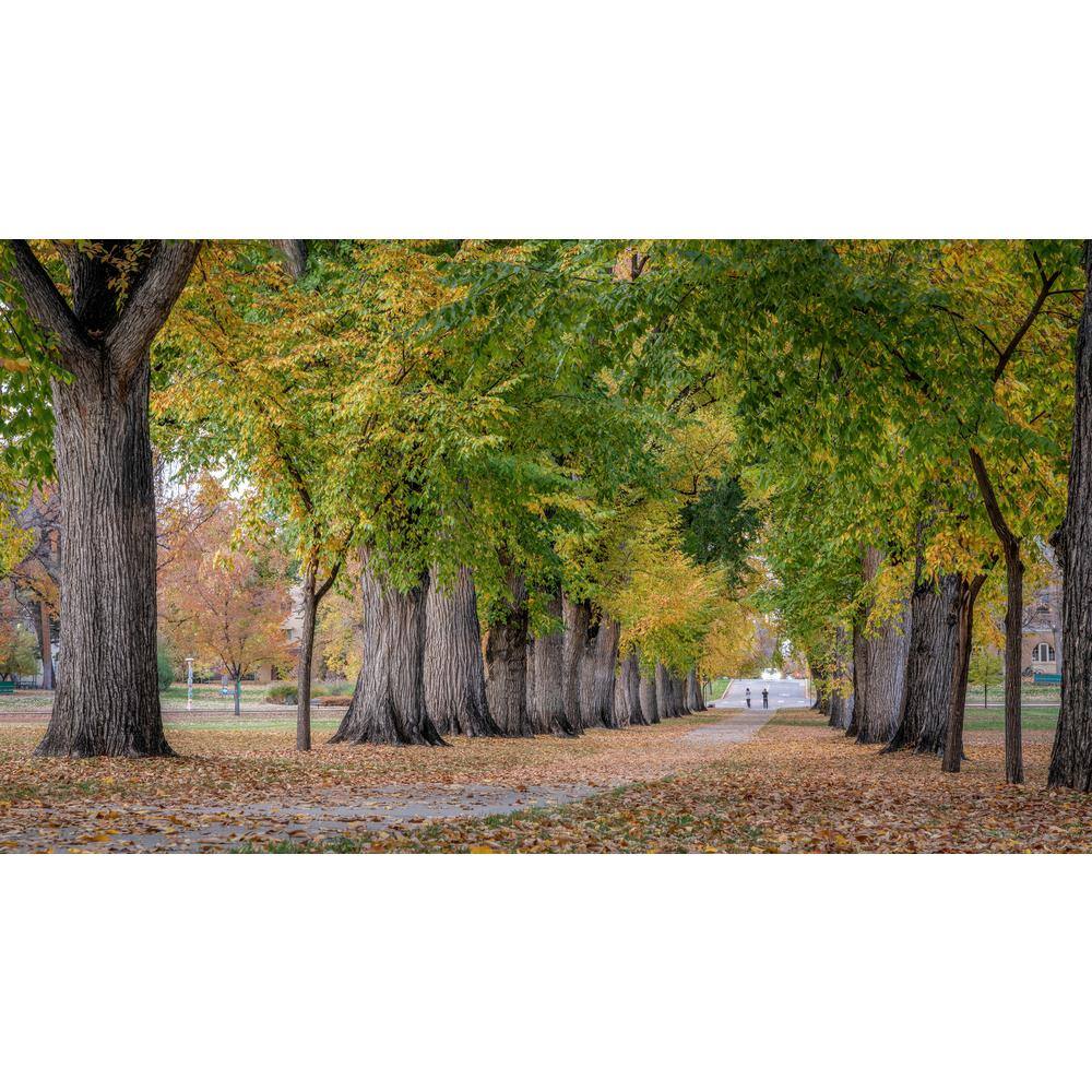 Online Orchards 3 ft. American Elm Tree with Graceful Weeping Branches and Gold Fall Foliage SHEM001