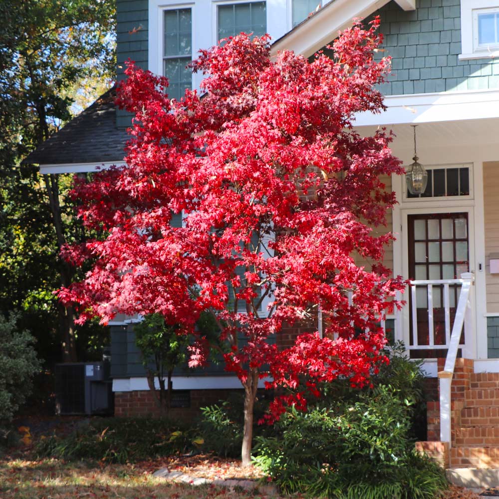 Bloodgood Japanese Maple