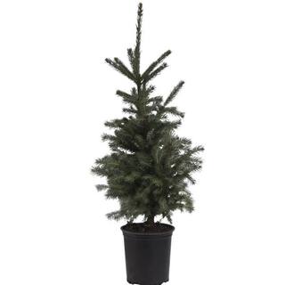 Spring Hill Nurseries 2.5 Qt. White Spruce (Picea) Live Evergreen Shrub Green Foliage (1-Pack) 62194