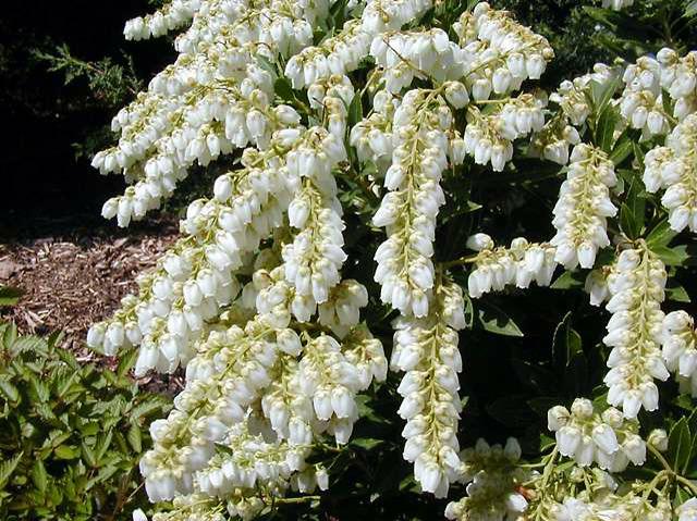 Pieris Japonica 'Prelude'