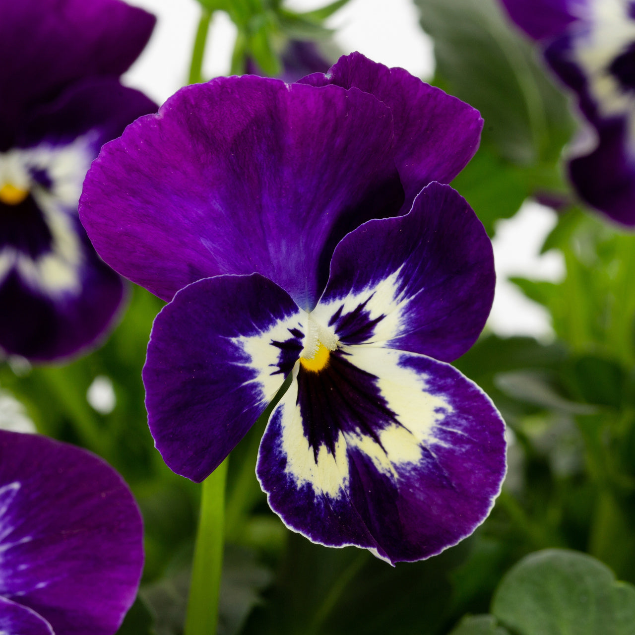 Better Homes and Gardens 2.5 Quart Bicolor Purple and White Pansy Annual Live Plants (3 Count) with Grower Pot